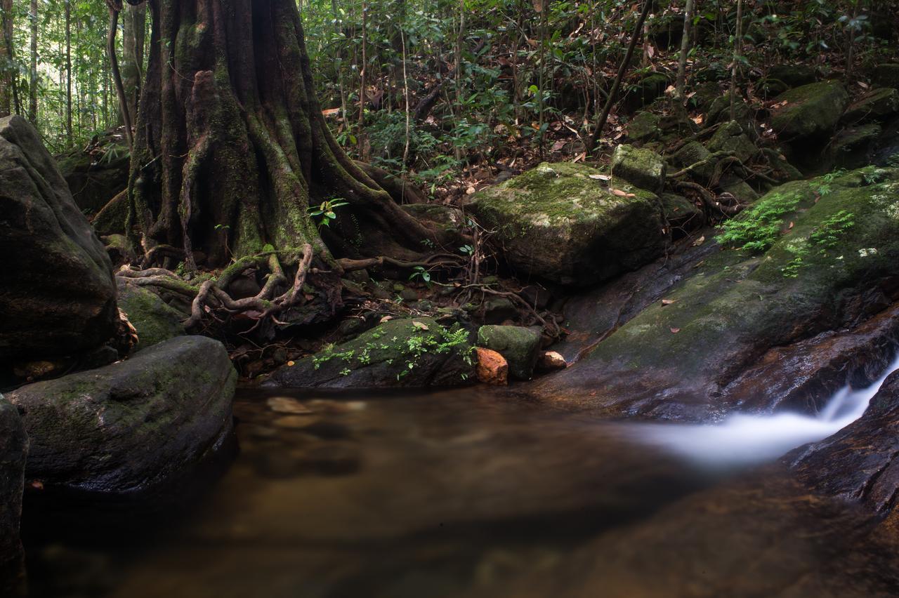 Explore Sinharaja Rain Forest Tour Camp Dombagoda Exterior photo